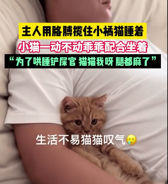猫猫我呀 腿都麻了，小橘猫：腿麻？为了主人，这点小事不值一提