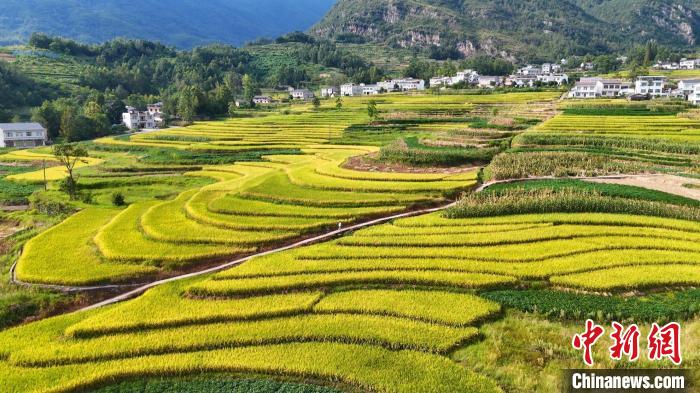 陕西汉阴：凤堰梯田水稻迎丰收季