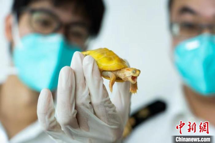 详细阅读:全国首例非法引进外来入侵物种案在珠海一审宣判 全国首例非法引进外来入侵物种案在珠海一审宣判