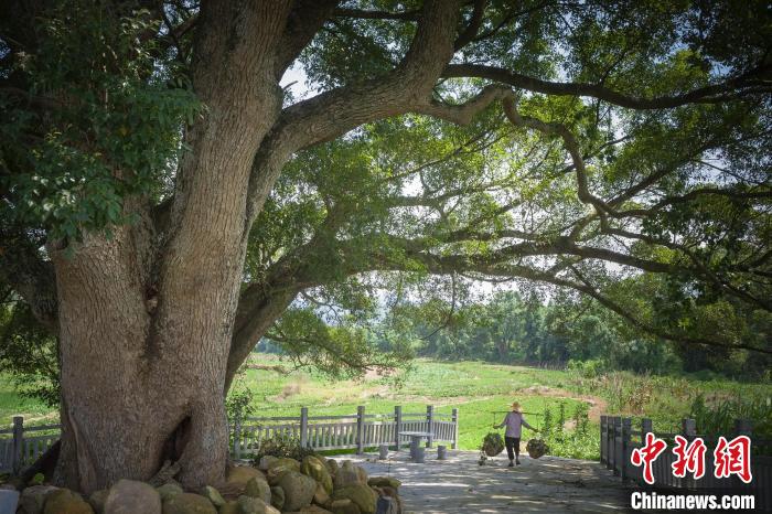 广东建成古树公园181个 带动乡村旅游业发展