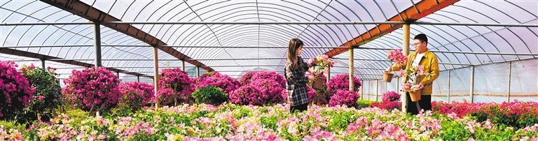 繁花迎春
