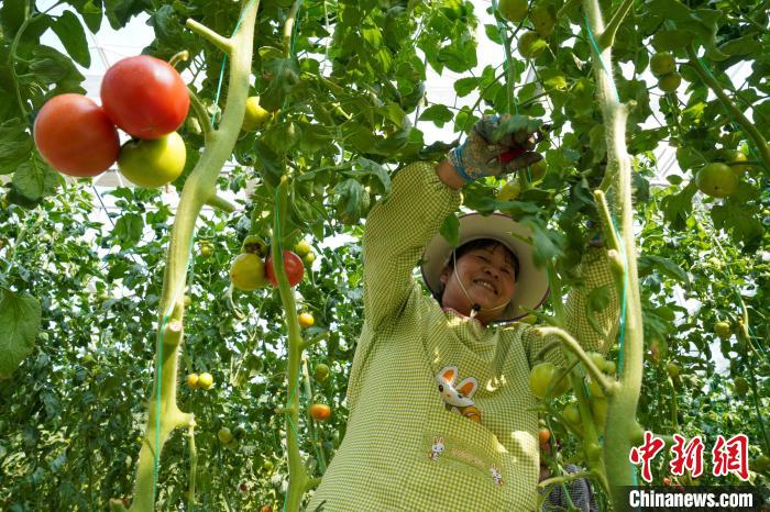 （新春走基层）广西贺州供港蔬菜新春热销